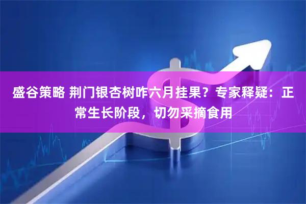 盛谷策略 荆门银杏树咋六月挂果？专家释疑：正常生长阶段，切勿采摘食用